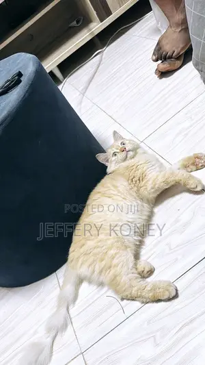 6-12 months Female Purebred Persian