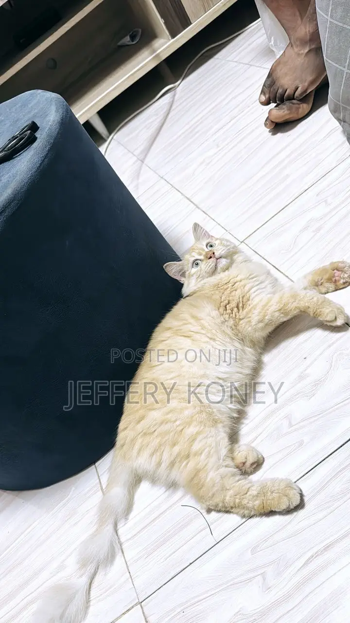 6-12 months Female Purebred Persian