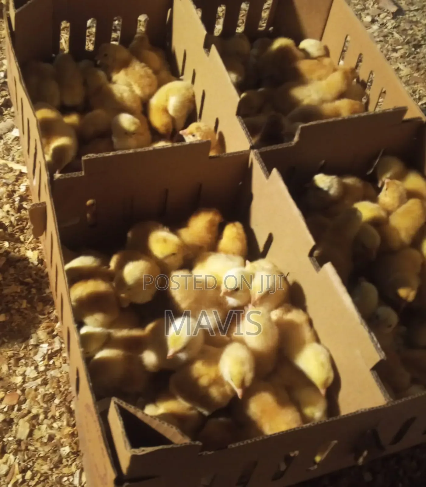 Sasso Day Old Chicks