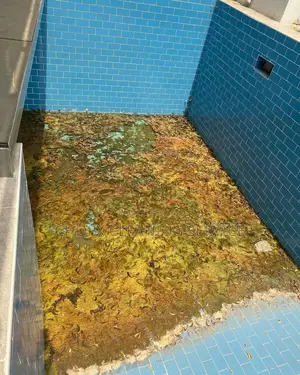 Pool Cleaning and Window
