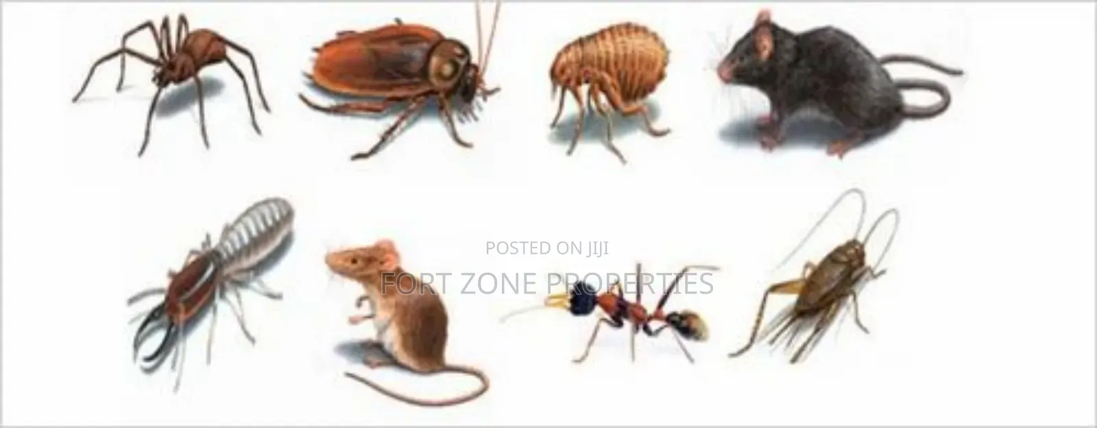 Legon Hills Fumigation Service With Cleantex
