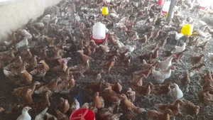 Isa Brown Day Old Chicks