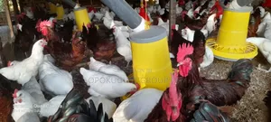 Isa Brown Day Old Chicks