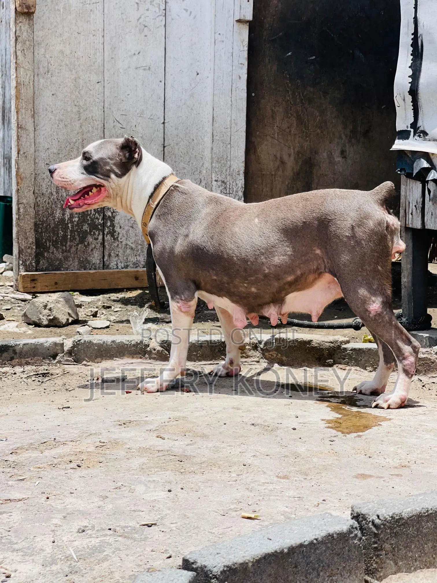 1+ year Female Purebred American Pit Bull Terrier