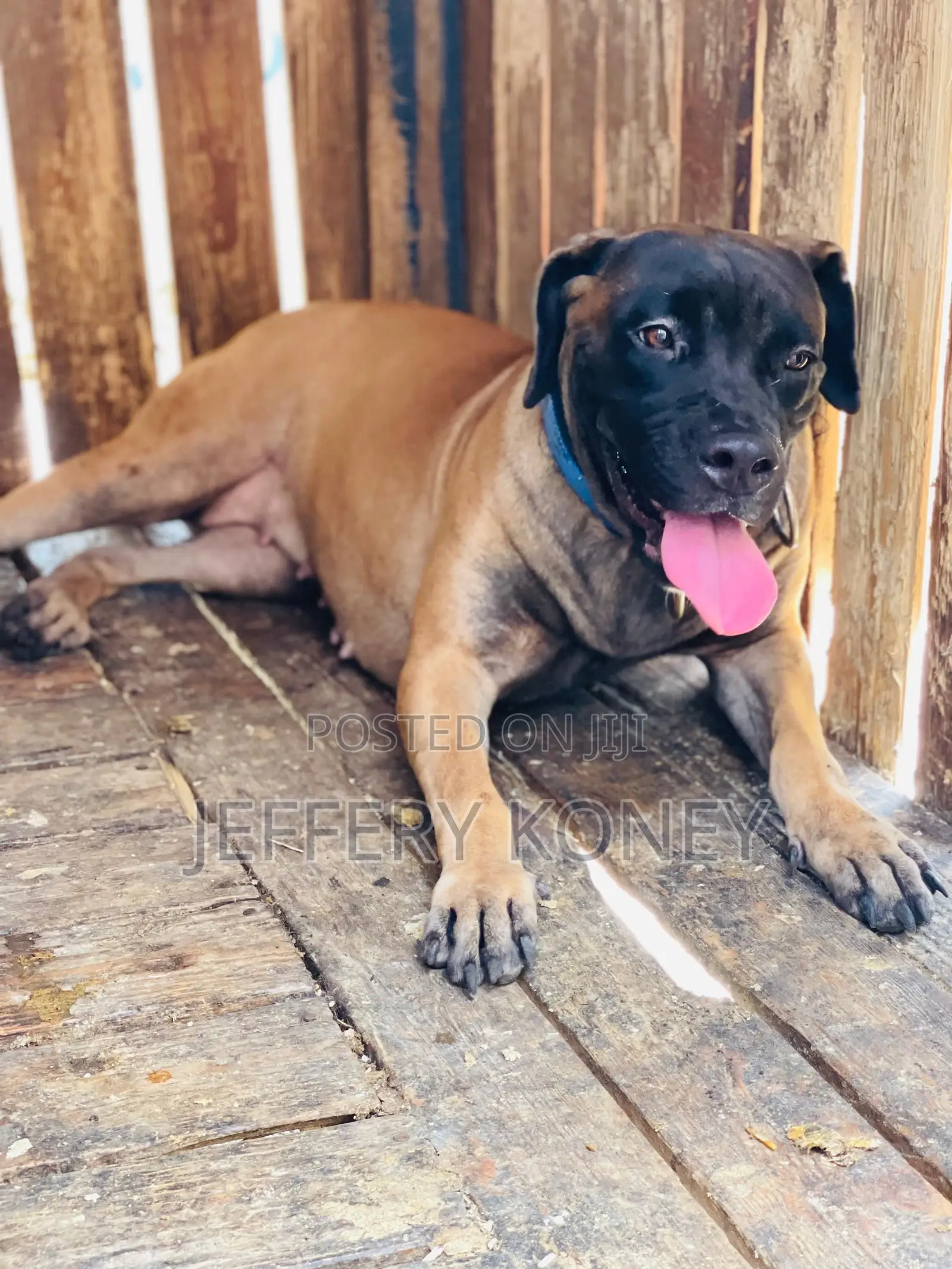 6-12 months Female Purebred Boerboel