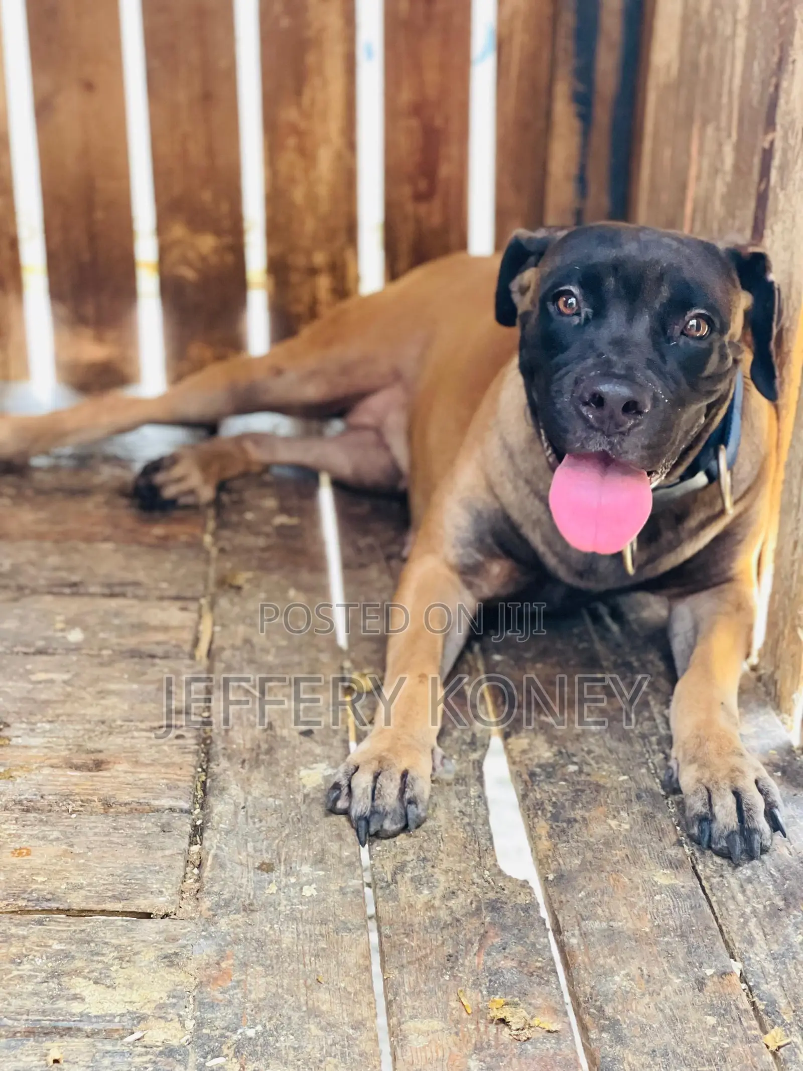 6-12 months Female Purebred Boerboel