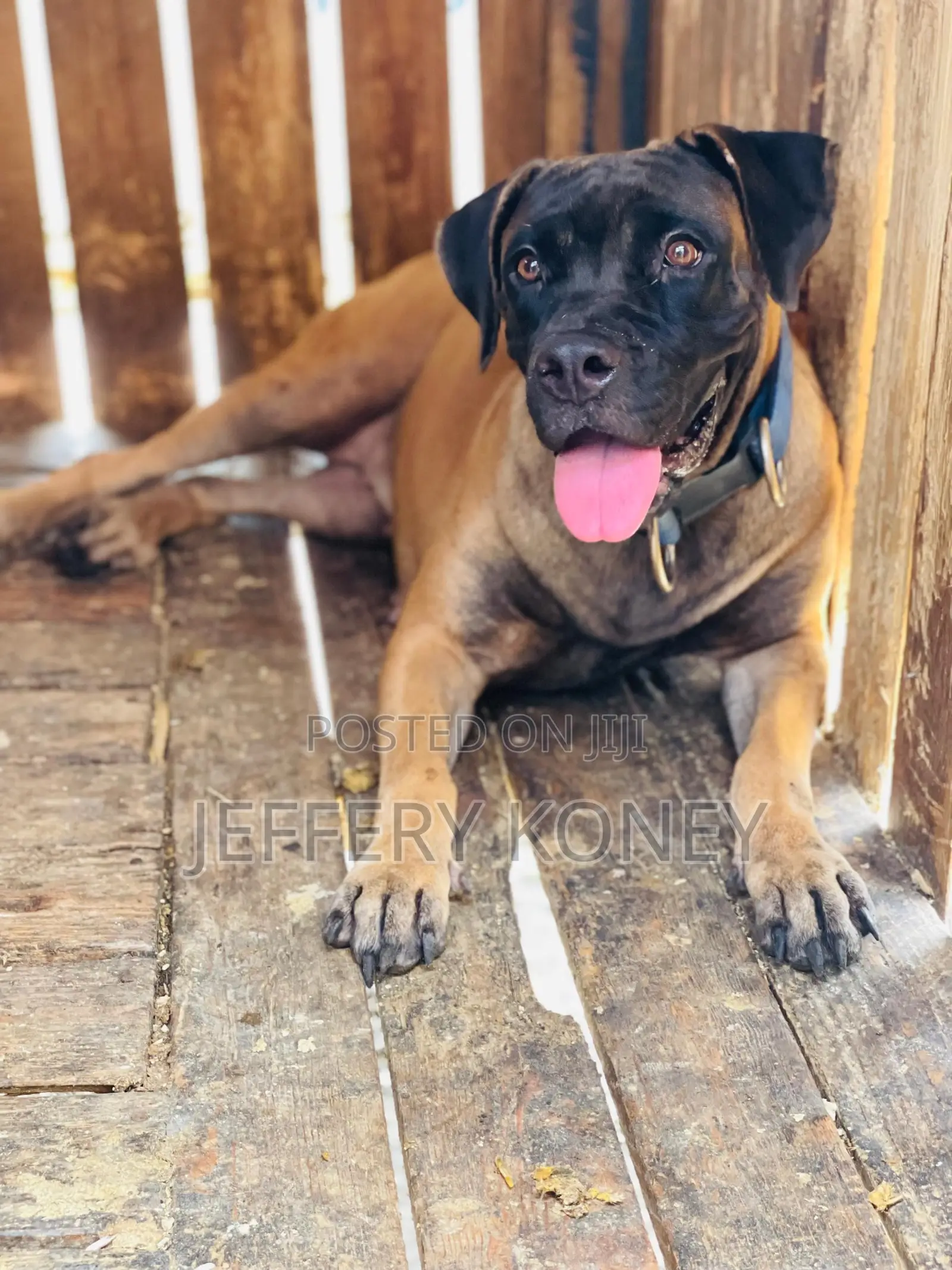 6-12 months Female Purebred Boerboel