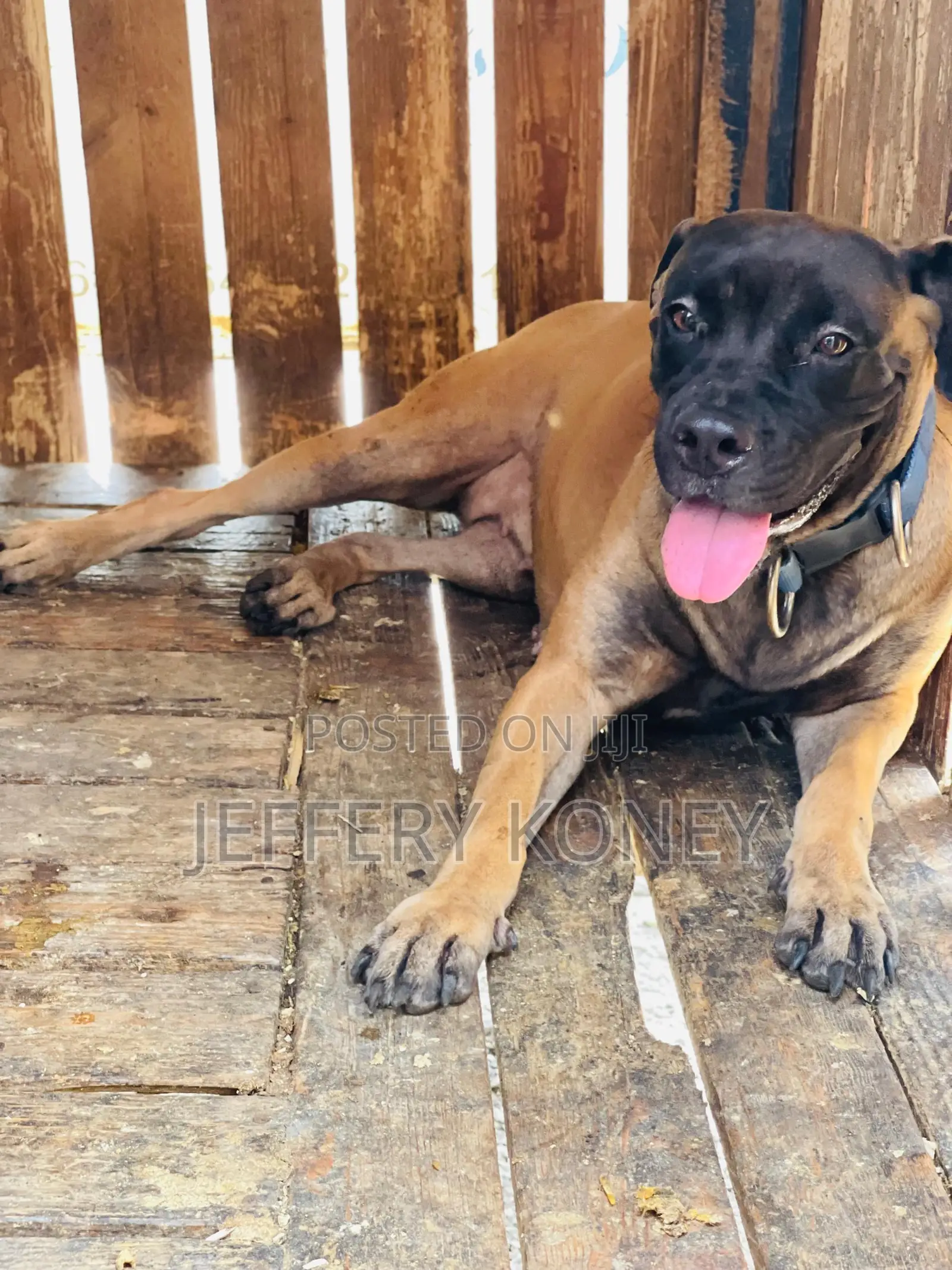 6-12 months Female Purebred Boerboel