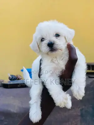 1-3 months Male Purebred Poodle