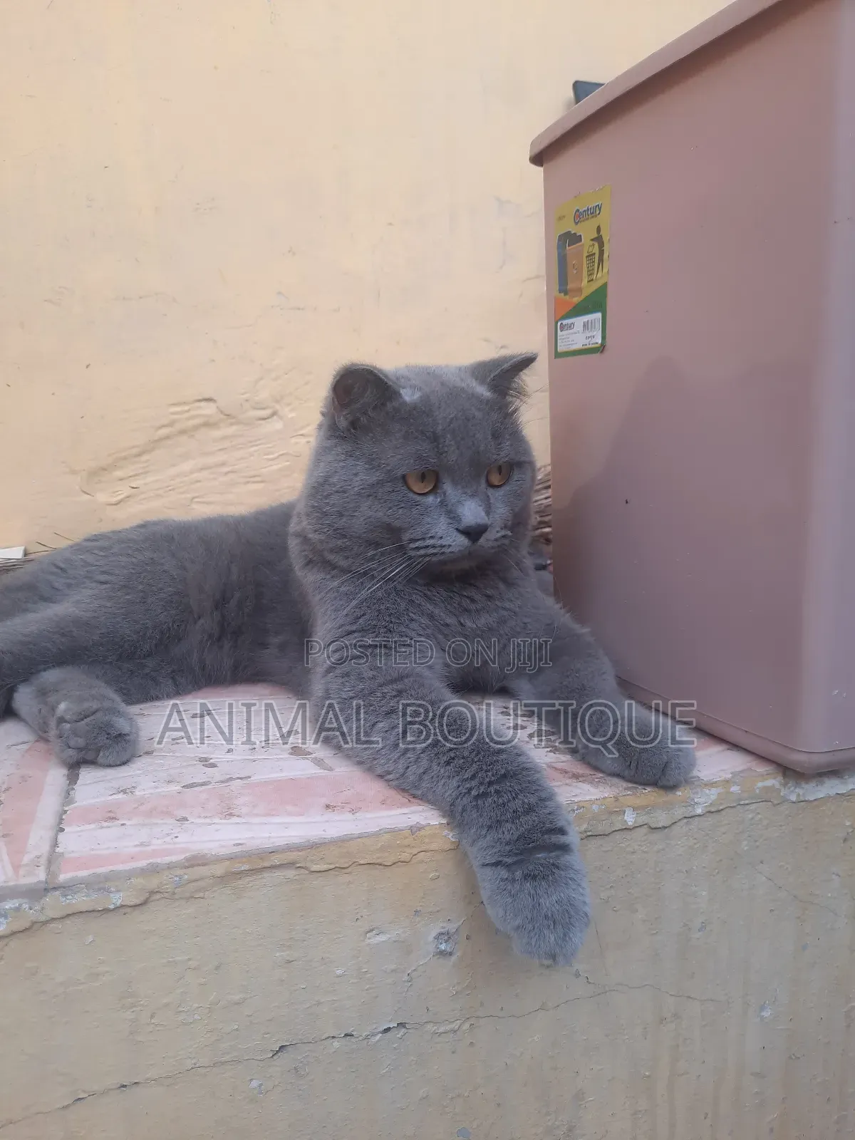 1+ year Male Purebred British Shorthair