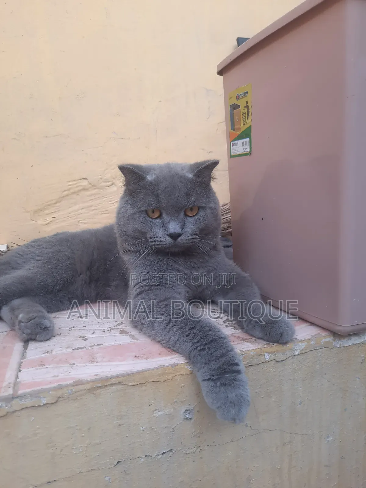 1+ year Male Purebred British Shorthair