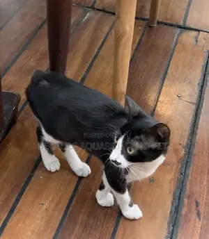 6-12 months Female Purebred Cat