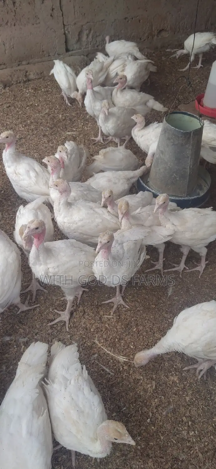 Foreign Turkeys Available (Bbw and Bbb)
