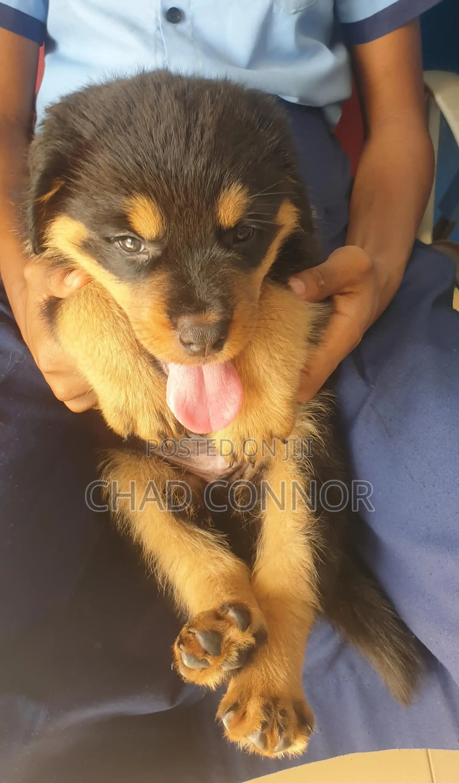 1-3 months Male Purebred Rottweiler