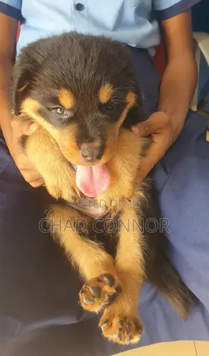 1-3 months Male Purebred Rottweiler