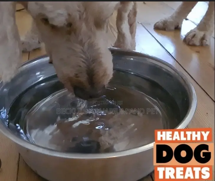 Dog Stainless Steel Water Bowl