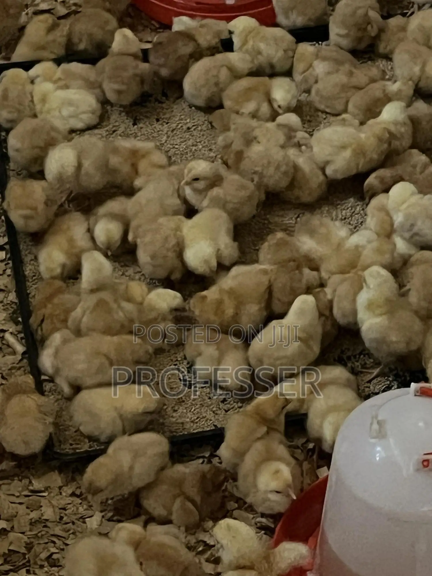 Sasso Day Old Chicks
