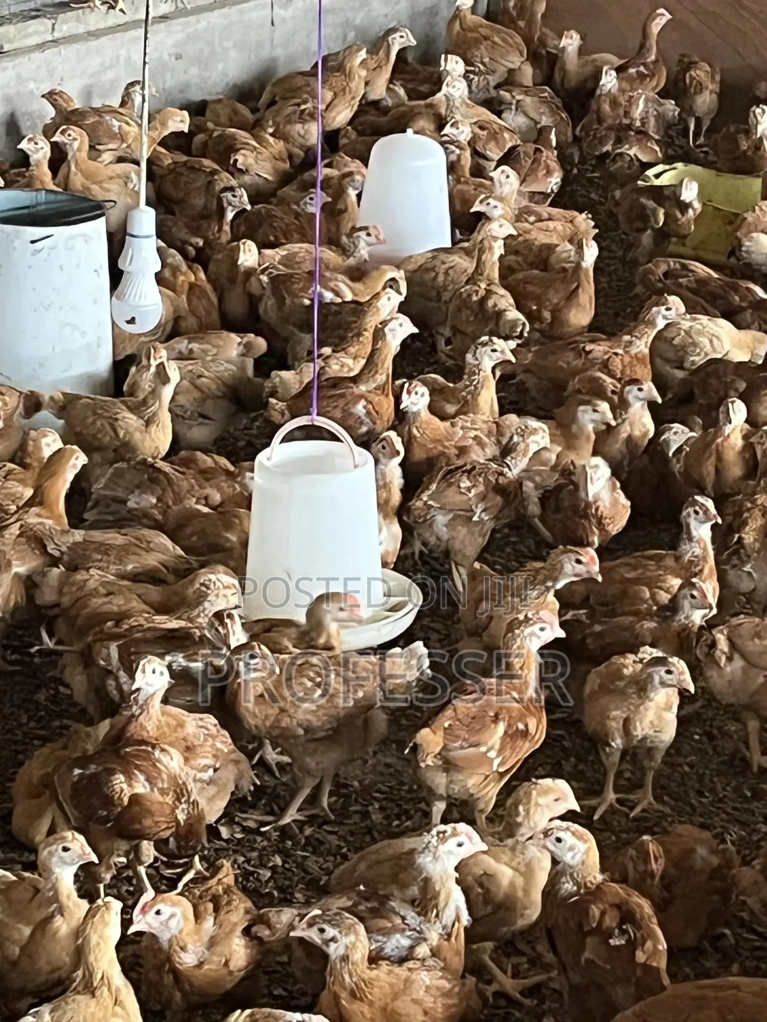 Sasso Day Old Chicks