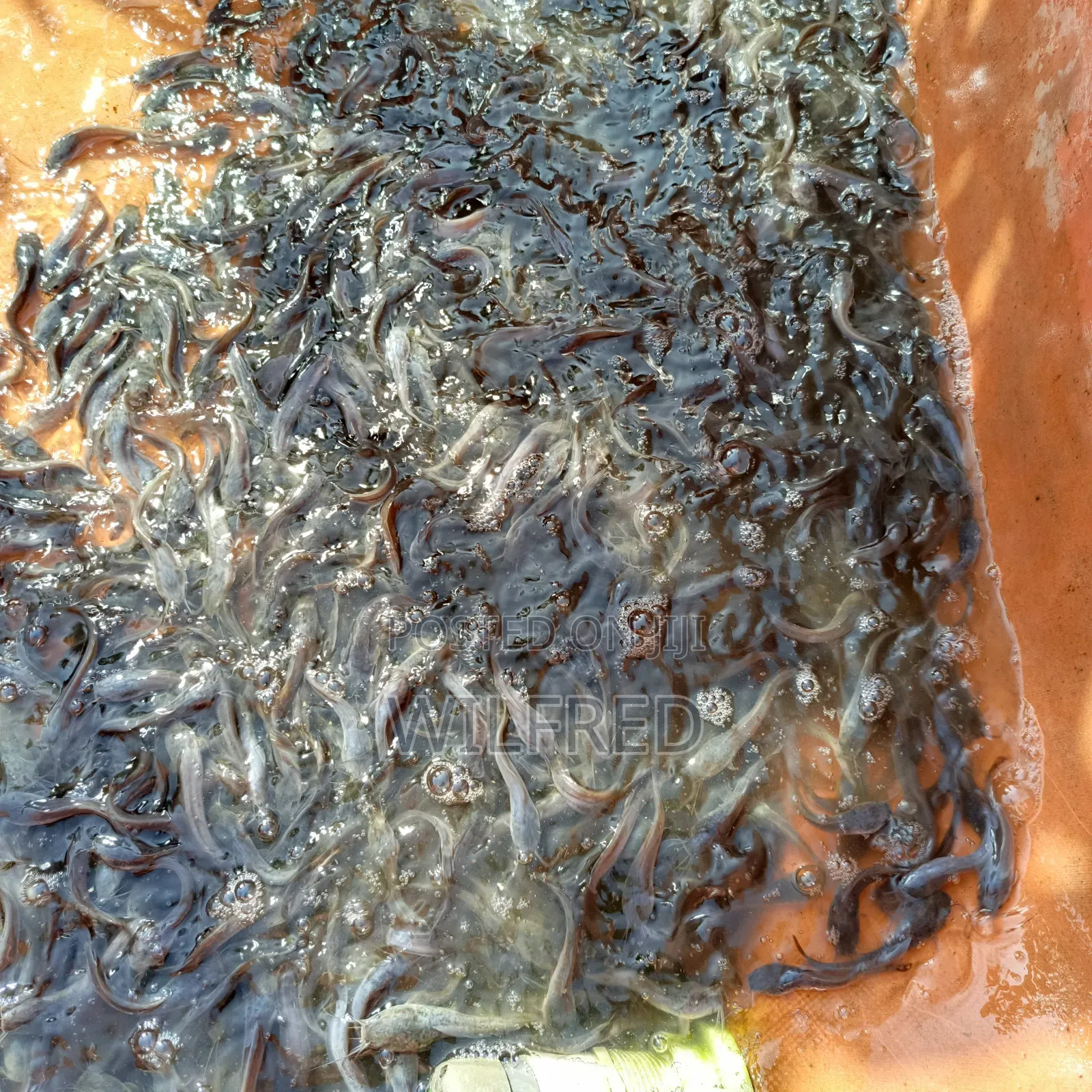 Fast Growing Catfish Fingerlings and Juveniles Available