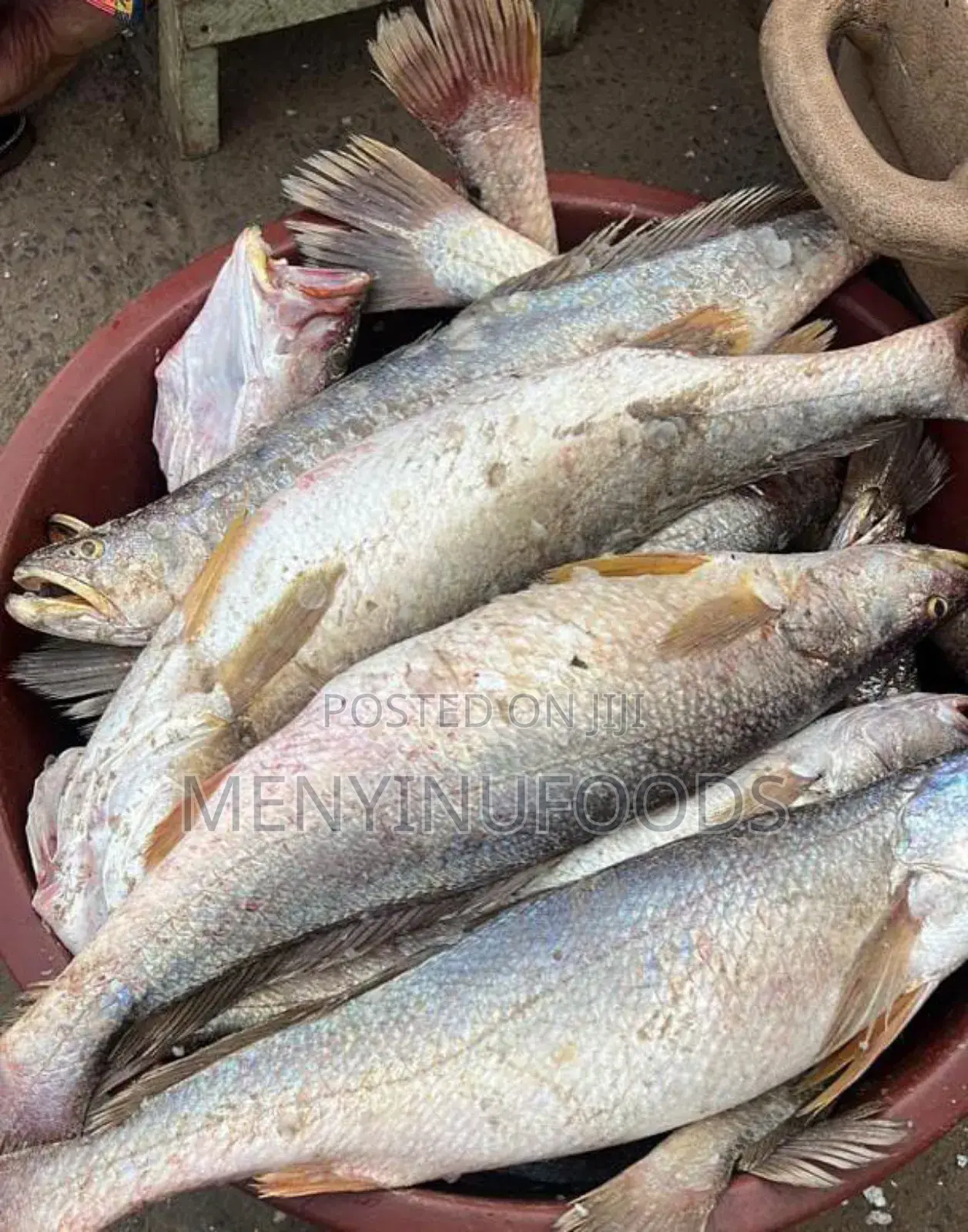 Fresh Cassava Fish in Accra - Wholesale Retail