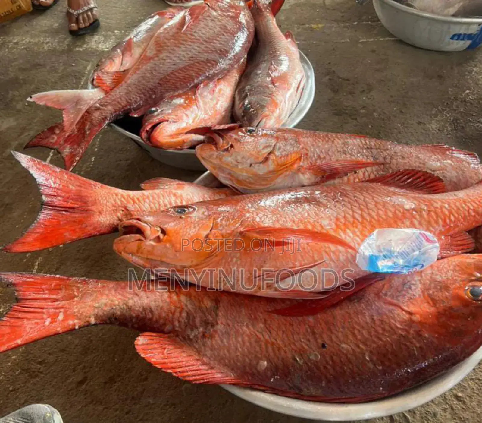 Fresh Red Snapper - Wholesale Retail In Accra