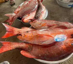 Fresh Red Snapper - Wholesale Retail In Accra