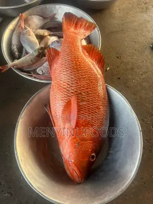 Fresh Red Snapper - Wholesale Retail In Accra