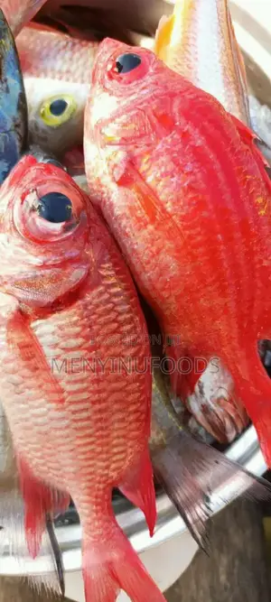 Fresh Red Snapper - Wholesale Retail In Accra