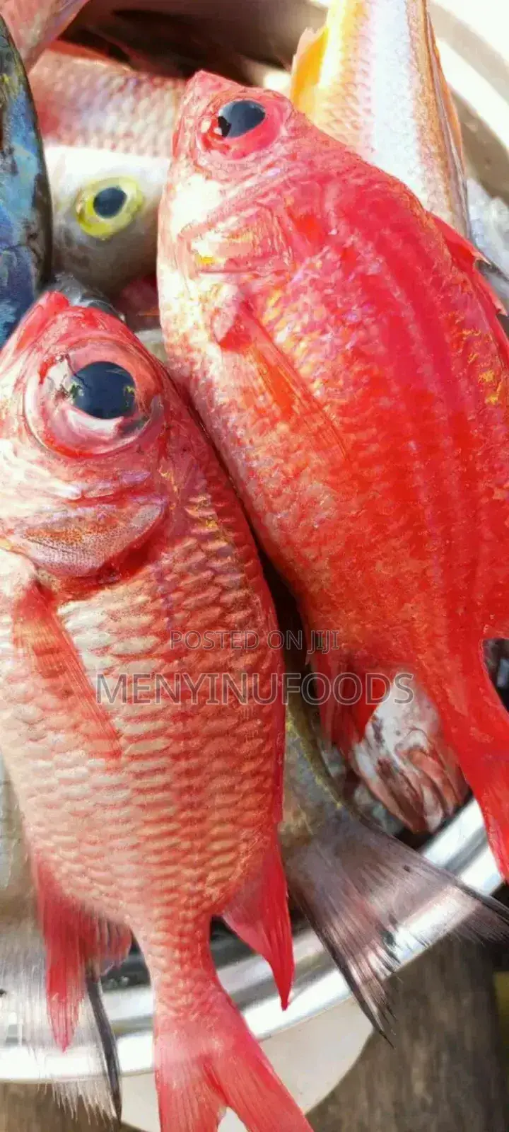 Fresh Red Snapper - Wholesale Retail In Accra