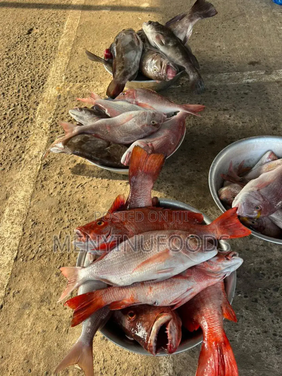 Fresh Red Snapper - Wholesale Retail In Accra
