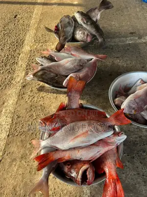 Fresh Red Snapper - Wholesale Retail In Accra