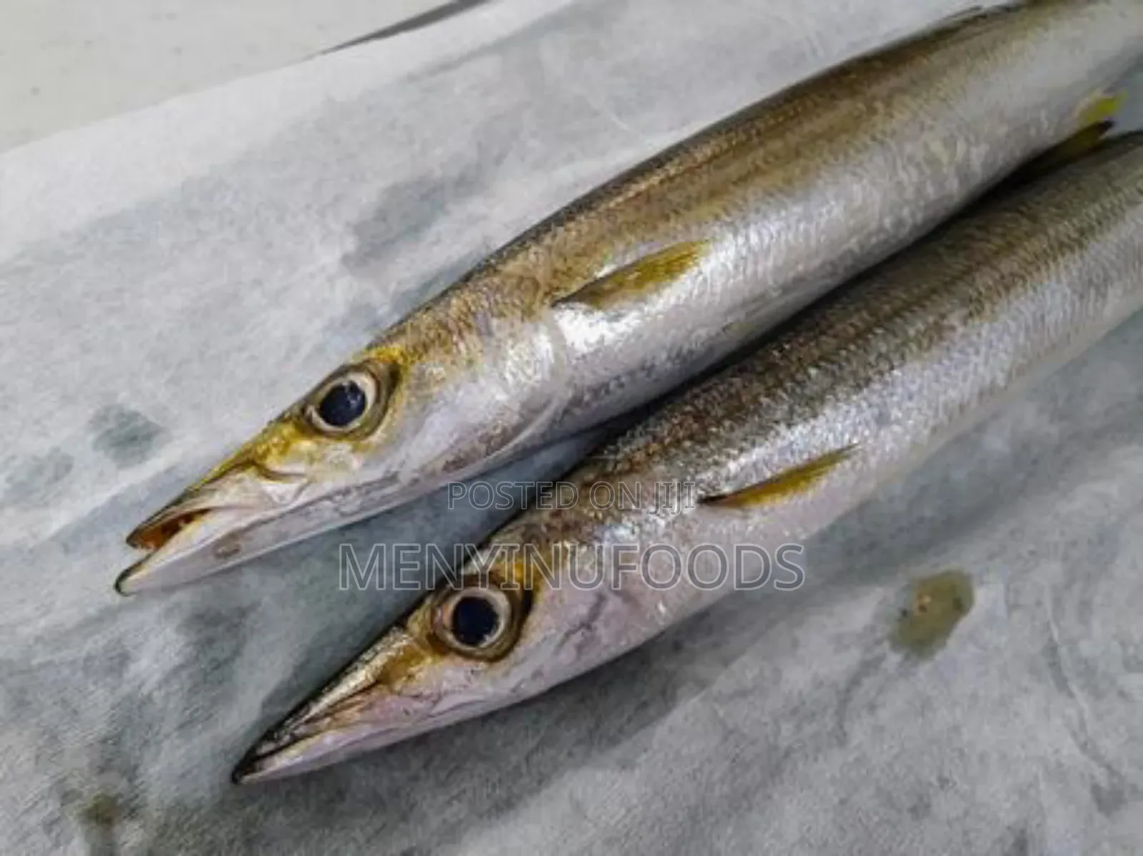 Fresh Barracuda Fish in Accra | Wholesale Retail