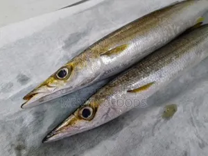 Fresh Barracuda Fish in Accra | Wholesale Retail