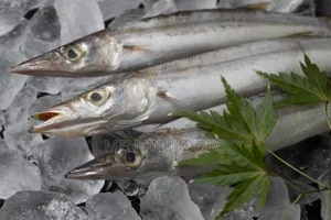 Fresh Barracuda Fish in Accra | Wholesale Retail