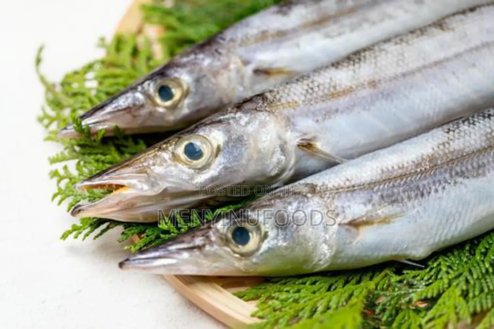 Fresh Barracuda Fish in Accra | Wholesale Retail