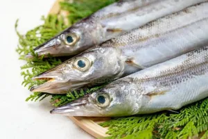 Fresh Barracuda Fish in Accra | Wholesale Retail