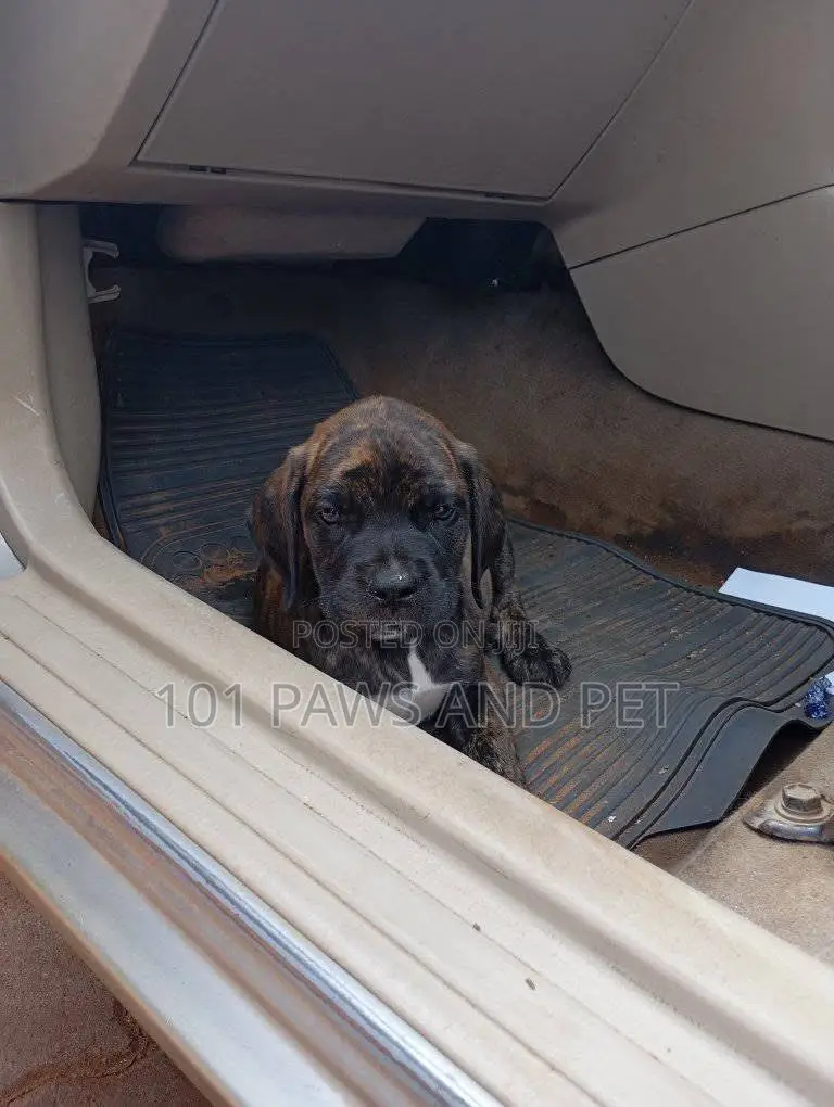 1-3 months Male Purebred Boerboel