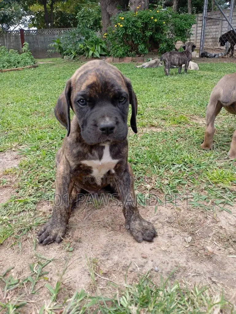 1-3 months Male Purebred Boerboel