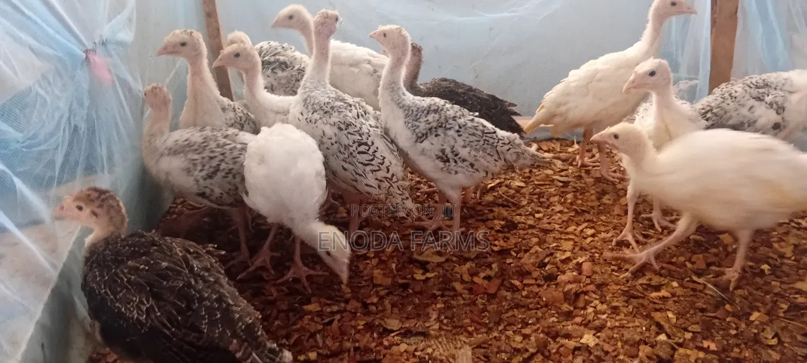 1month Old Turkeys