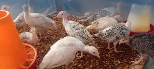 1month Old Turkeys