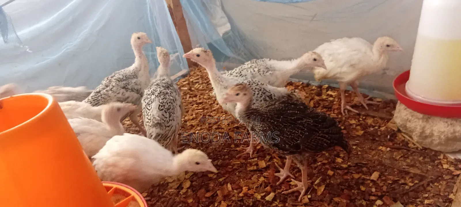 1month Old Turkeys