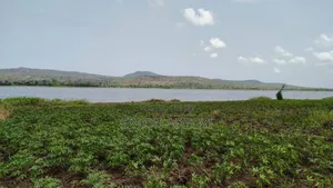 50 Acres River Front Land for Rent