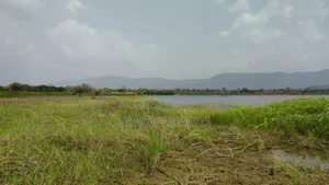 50 Acres River Front Land for Rent