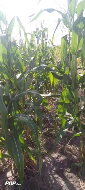 50,000 Acres of Farm Land for Sale