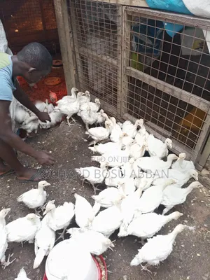 Foreign Turkeys for Sale