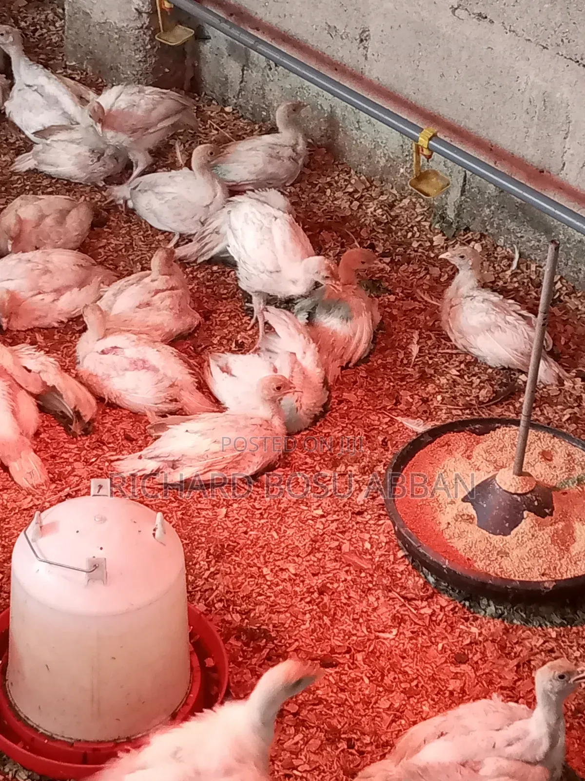 Foreign Turkeys for Sale