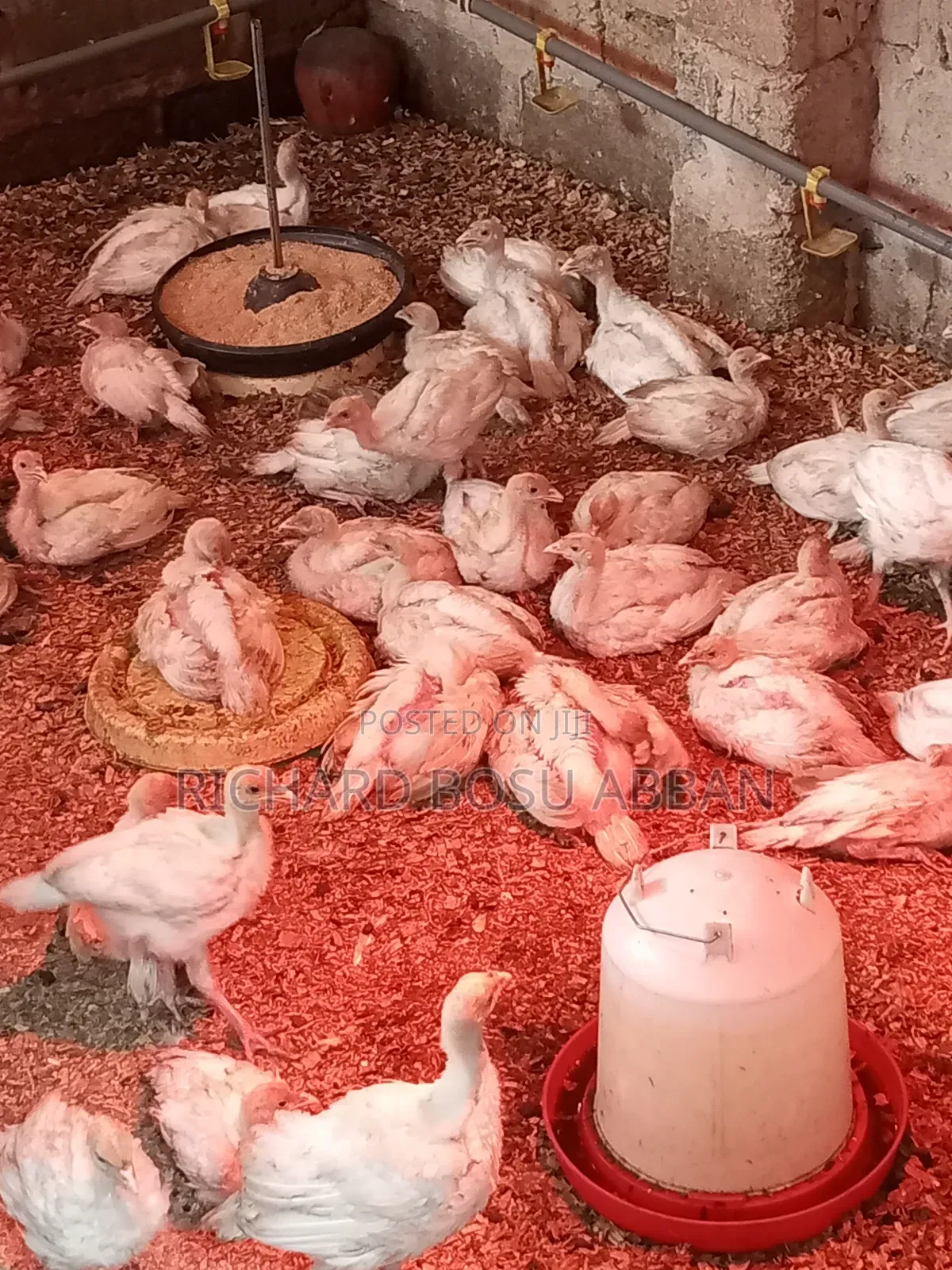 Foreign Turkeys for Sale