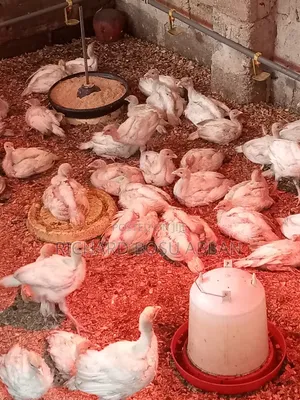 Foreign Turkeys for Sale