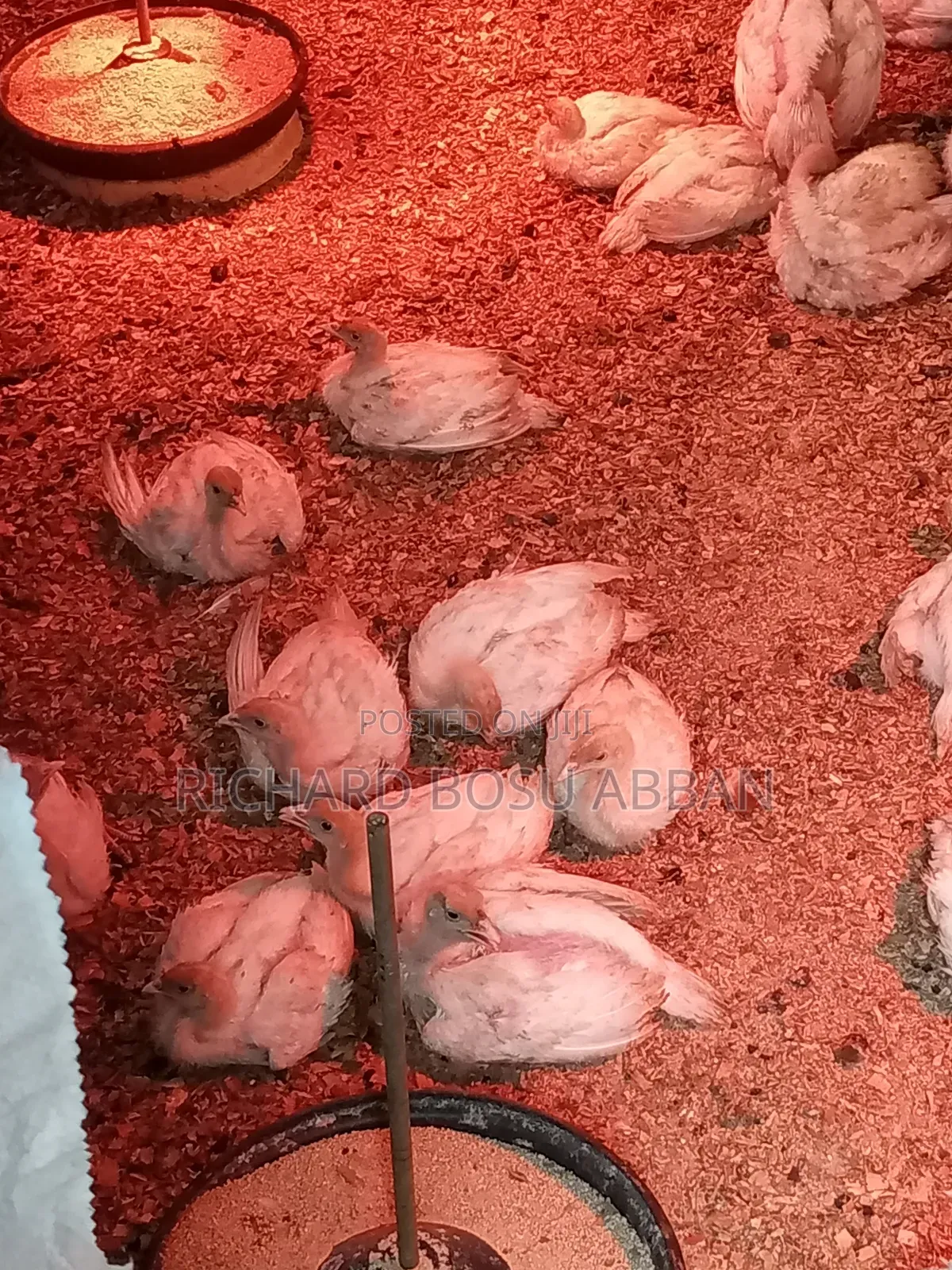 Foreign Turkeys for Sale