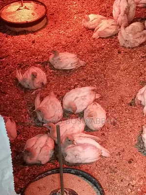 Foreign Turkeys for Sale